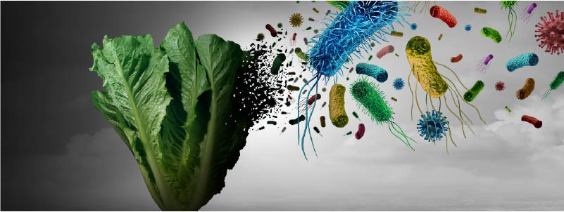 The Big 6 Foodborne Pathogens and How to Identify Them